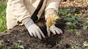 Au jardin : les 3 fleurs à planter en février pour un massif opulent et fleuri dès le printemps