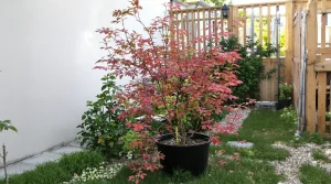 Bien choisir l’arbre idéal en fonction de son jardin