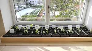 Ce que les jardiniers sèment en février pour tout réussir en avril : la liste de graines à ne surtout pas rater