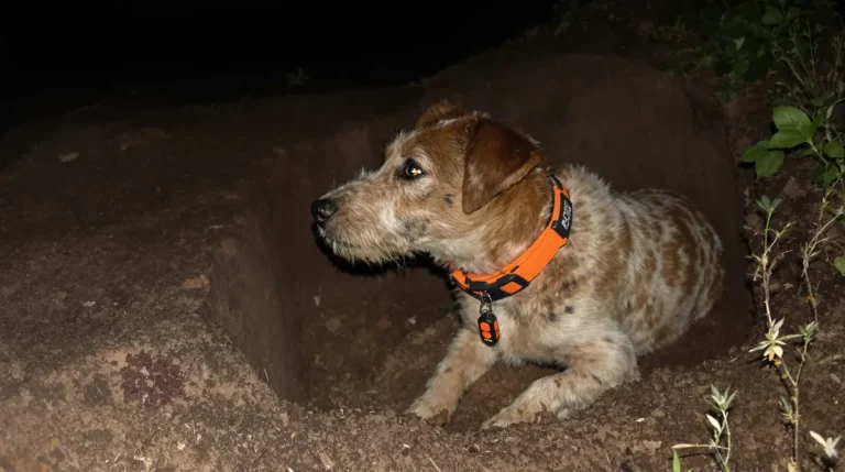 Coincée dans un terrier de blaireau lors d’une battue, une chienne de chasse sauvée après une intervention périlleuse Coincée dans un terrier de blaireau lors d’une battue, une chienne de chasse sauvée après une intervention périlleuse