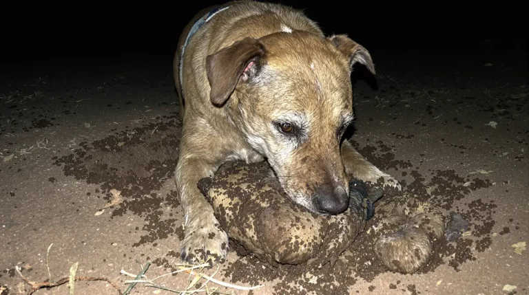 Coincée dans un terrier de blaireau lors d’une battue, une chienne de chasse sauvée après une opération de secours périlleuse Coincée dans un terrier de blaireau lors d’une battue, une chienne de chasse sauvée après une opération de secours périlleuse
