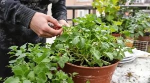 Elle remplace les cubes de bouillon en cuisine et se plante en pot à cette période clé