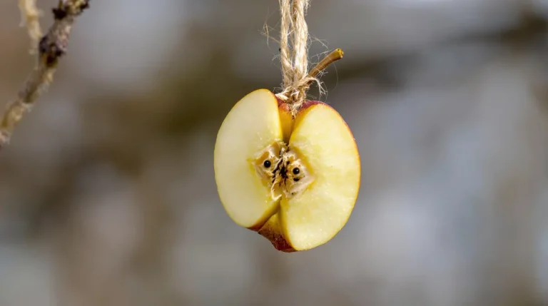 Jardin : ne jetez plus ce fruit d’hiver méconnu, il fascine les oiseaux et booste vos récoltes Jardin : ne jetez plus ce fruit d’hiver méconnu, il fascine les oiseaux et booste vos récoltes