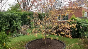 Je croyais planter un amandier robuste, ses branches étaient frêles : l’expert révèle la taille à faire dès son arrivée au jardin