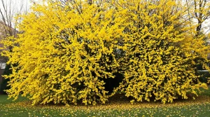 Je l’ai planté en février : cet arbuste que les jardiniers avertis installent maintenant métamorphose mon jardin au printemps