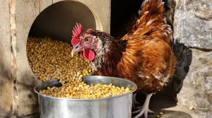 La mangeoire pleine, le pondoir vide : l’explication qu’on ne vous dit jamais