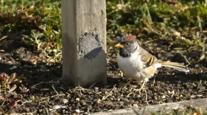 Les jardiniers sont invités à saupoudrer du marc de café sur les mangeoires à oiseaux
