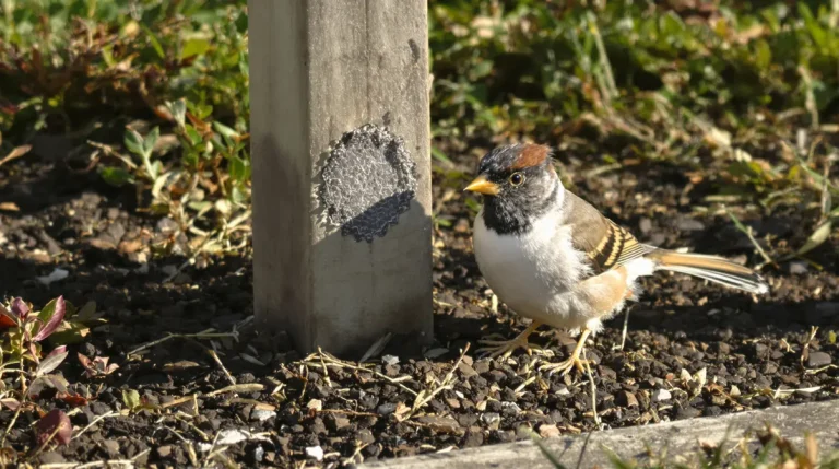 Les jardiniers sont invités à saupoudrer du marc de café sur les mangeoires à oiseaux Les jardiniers sont invités à saupoudrer du marc de café sur les mangeoires à oiseaux