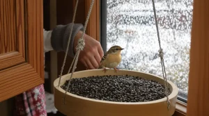 Les passionnés le savent : en février, les oiseaux de votre jardin ont besoin de cette graine spéciale
